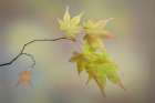 USA, Washington State, Seabeck. Japanese maple leaves in fall. Art Print